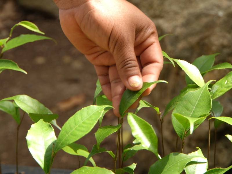 Tree seedling in a tree nursery for reforestation Mexico