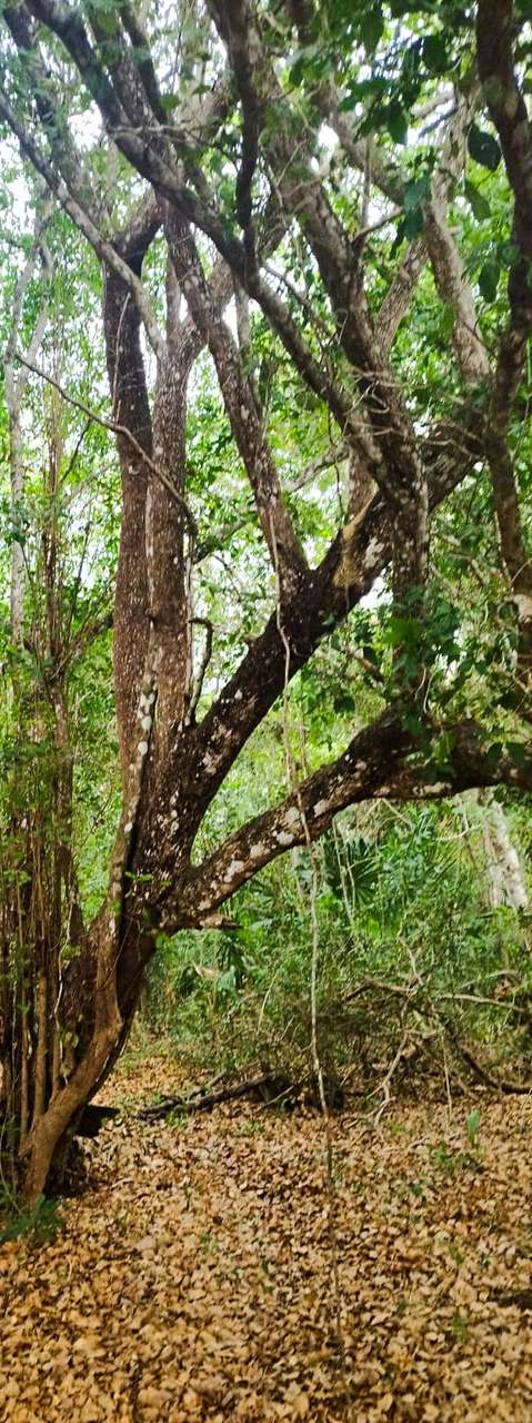 Day Trip: Into the Crocodile Nest  photo 6