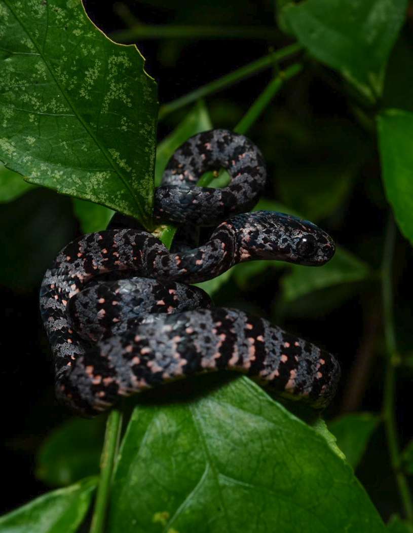 2-Day Jungle Immersion photo 2