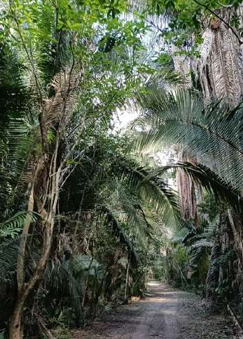 3-Day Deep Jungle Expedition (2 Nights) photo 2