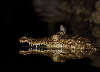 3-Day Deep Jungle Expedition (2 Nights) photo 5